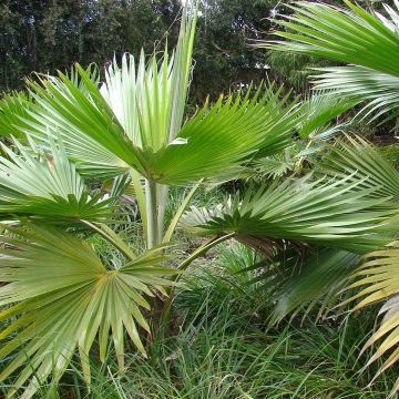 Pritchardia hillebrandii - Palmera