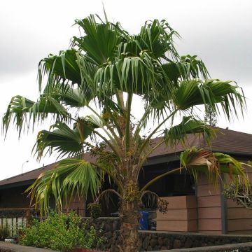 Pritchardia remota - Palmera