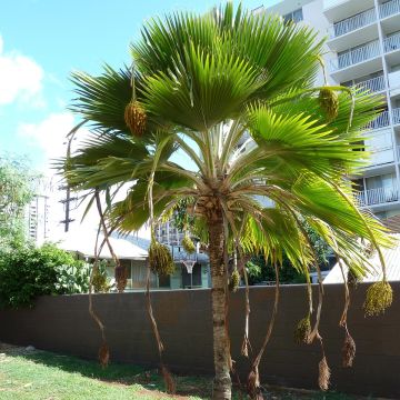 Pritchardia thurstonii - Palmera