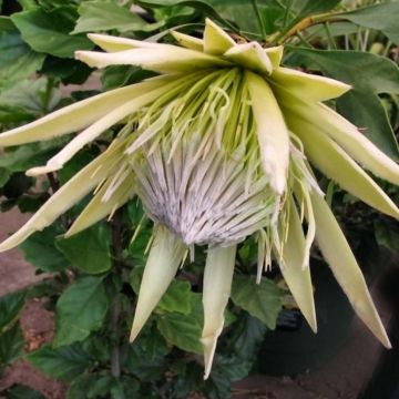 Protea cynaroides White Crown - Protea rey