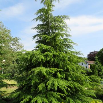 Tsuga heterophylla - Tsuga de Canadá