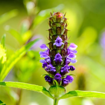 Prunella vulgaris - Consuelda menor