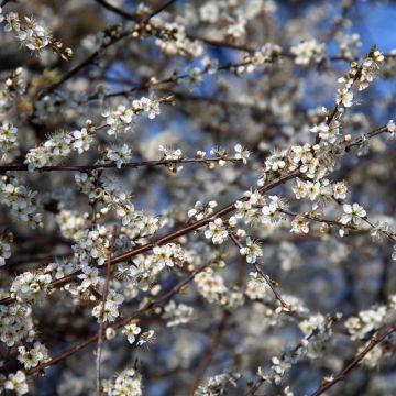 Endrino - Prunus spinosa