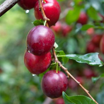 Prunus domestica Opal - Ciruelo europeo