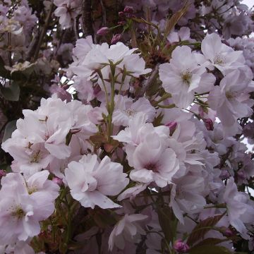 Cerezo japonés Amanogawa - Prunus serrulata