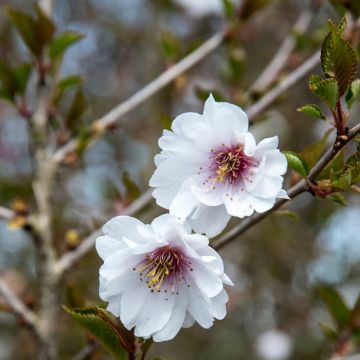 Cerisier à fleurs - Prunus Hally Jolivette