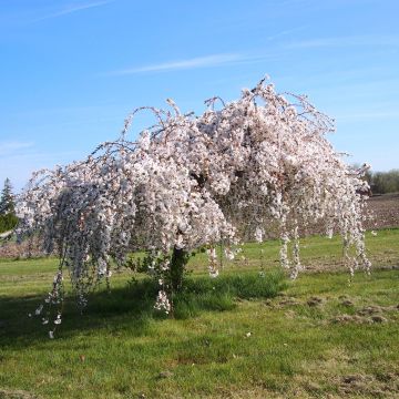 Cerezo de flor Snow Fountains