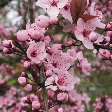 Prunus cerasifera Nigra - Ciruelo de jardín