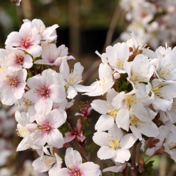 Cerezo enano Japonés Arboretum Kórnik - Prunus incisa