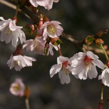 Cerezo enano Japonés Mikinori - Prunus incisa