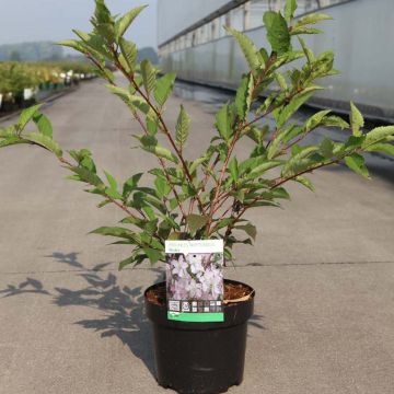 Prunus nipponica var. kurilensis Ruby