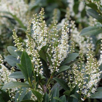 Laurel cerezo Mano - Prunus laurocerasus