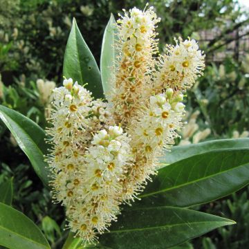 Laurel cerezo Otto Luyken - Prunus laurocerasus