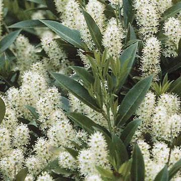 Laurel cerezo Zabeliana - Prunus laurocerasus