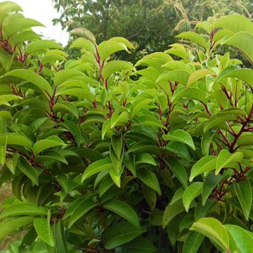 Laurel portugués subsp. azorica Tico - Prunus lusitanica