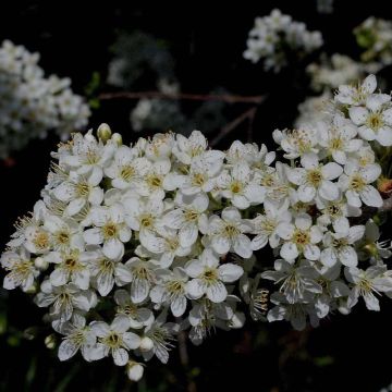 Prunus mahaleb - Cerezo de Santa Lucía