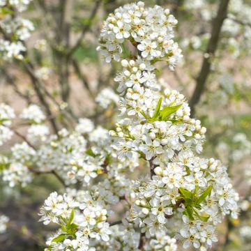 Prunus mahaleb - Cerezo de Santa Lucía