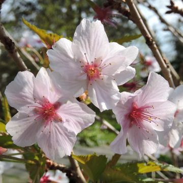 Prunus nipponica var. kurilensis Brillant