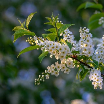 Prunus padus - Cerezo de racimos