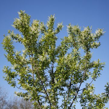 Prunus padus Nana - Cerezo de racimos