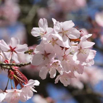 Prunus sargentii - Cerezo japonés