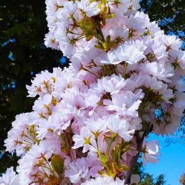 Cerezo japonés Amanogawa - Prunus serrulata