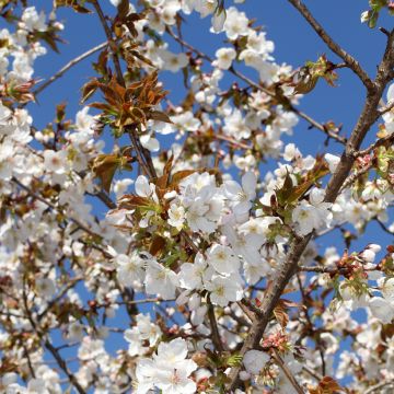 Cerezo japonés Tai-haku - Prunus serrulata