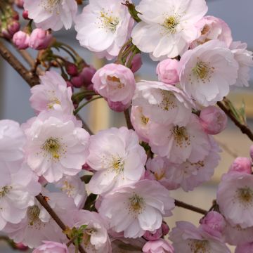 Cerezo de flor x subhirtella Dahlem