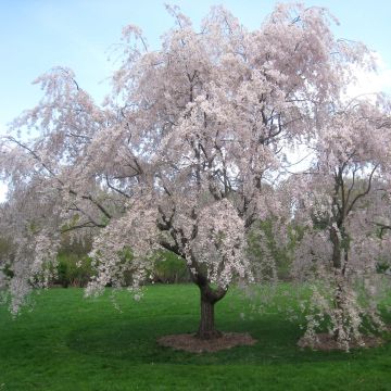 Cerezo de flor subhirtella Pendula Rubra