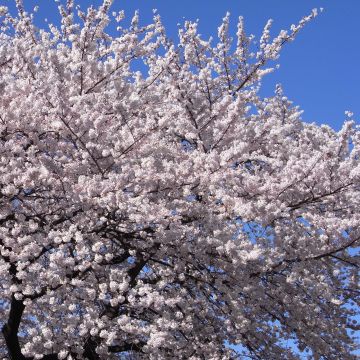 Prunus yedoensis - Cerezo Yoshino