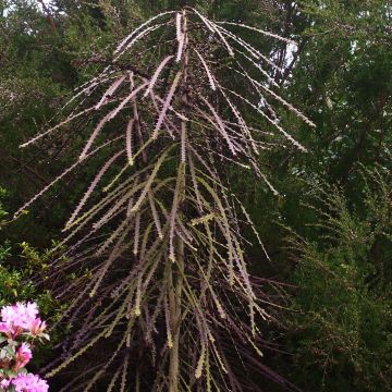 Pseudopanax ferox - Árbol lanza dentado