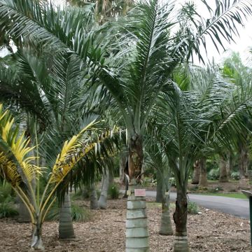 Pseudophoenix sargentii - Palmera