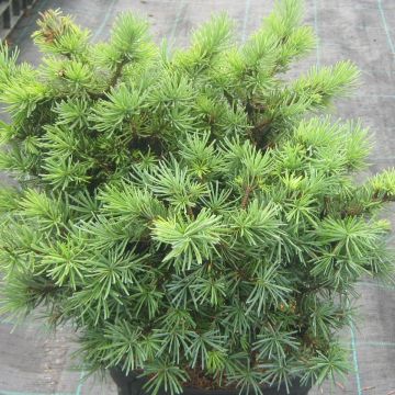 Pseudotsuga menziesii Bhiela Lhota - Pino de Oregón