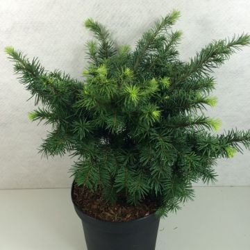 Pseudotsuga menziesii Fletcheri - Pino de Oregón