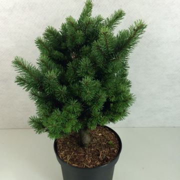 Pseudotsuga menziesii Pannenhoef - Pino de Oregón