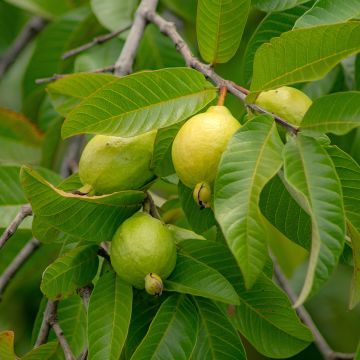 Guayabo Limon - Psidium guajava