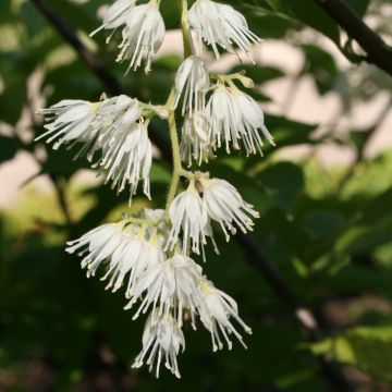 Pterostyrax hispida - Árbol de la charretera