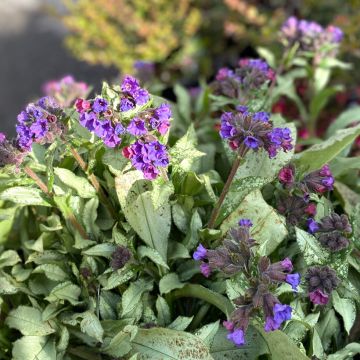 Pulmonaria Diane Clare