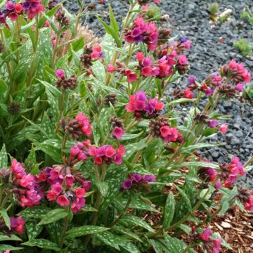 Pulmonaria Raspberry Splash