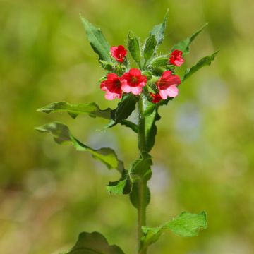 Pulmonaria rubra