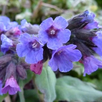 Pulmonaria officinalis