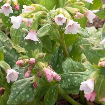 Pulmonaria saccharata Pierre's Pure Pink