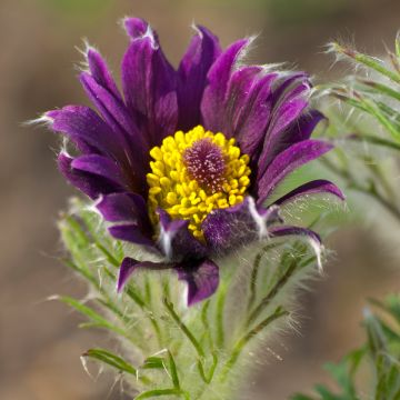 Pulsatilla vulgaris Papageno - Pulsatilla común