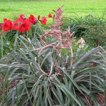 Puya assurgens