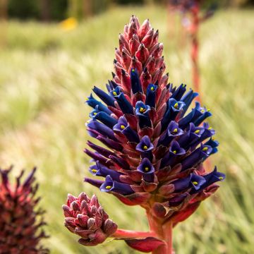 Puya venusta - Chagualillos