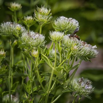 Menta de montaña - Pycnanthemum flexuosum