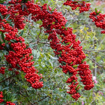 Piracanta coccinea SAPHYR Rouge