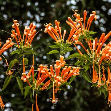 Pyrostegia venusta - Bignonia de invierno