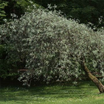 Pyrus salicifolia Pendula - Peral de hoja de sauce