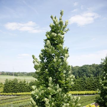 Quercus robur Monument - Roble común